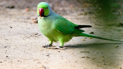 Parrots are among the most diverse bird families. They can be found in tropical and subtropical regions around the world, including Australia, South America, Central America, Africa, and Asia. (Unsplash) Parrots are among the most diverse bird families. They can be found in tropical and subtropical regions around the world, including Australia, South America, Central America, Africa, and Asia. (Unsplash)