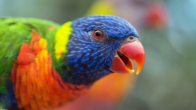 Parrots have a long lifespan compared to many other birds. Depending on the species, they can live anywhere from 15 to 80 years or even longer. Some larger parrots, like the macaws, have been known to live for over 100 years with proper care. (Unsplash) Parrots have a long lifespan compared to many other birds. Depending on the species, they can live anywhere from 15 to 80 years or even longer. Some larger parrots, like the macaws, have been known to live for over 100 years with proper care. (Unsplash)