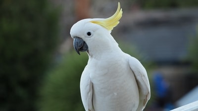 Parrots use their beaks not only for eating but also for climbing, grooming, and even cracking open nuts and seeds. (Unsplash) Parrots use their beaks not only for eating but also for climbing, grooming, and even cracking open nuts and seeds. (Unsplash)