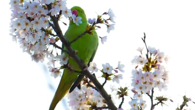 Parrots are social creatures and often form strong bonds with their flock mates or human companions. They communicate with each other through a variety of vocalizations, body language, and even gestures using their feet. (Unsplash) Parrots are social creatures and often form strong bonds with their flock mates or human companions. They communicate with each other through a variety of vocalizations, body language, and even gestures using their feet. (Unsplash)