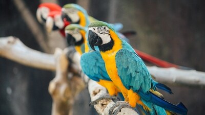 Parrots are omnivorous, meaning they eat plant material like fruits, nuts, seeds, and flowers, as well as insects, small animals, and even carrion. Their diet varies depending on the species and their natural habitat. (Unsplash) Parrots are omnivorous, meaning they eat plant material like fruits, nuts, seeds, and flowers, as well as insects, small animals, and even carrion. Their diet varies depending on the species and their natural habitat. (Unsplash)