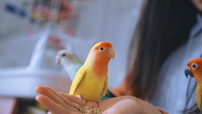 Parrots are highly intelligent birds known for their ability to mimic sounds and human speech. Some parrot species, such as the African grey parrot, are capable of learning a vast vocabulary of words and phrases. (Unsplash) Parrots are highly intelligent birds known for their ability to mimic sounds and human speech. Some parrot species, such as the African grey parrot, are capable of learning a vast vocabulary of words and phrases. (Unsplash)