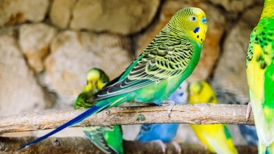Parrots are not just green but are also found in various vibrant shades, including bright greens, blues, reds, and yellows. (Unsplash) Parrots are not just green but are also found in various vibrant shades, including bright greens, blues, reds, and yellows. (Unsplash)