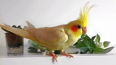 World Parrot Day is celebrated every year on May 31 to raise awareness about parrots, promote their conservation and welfare and highlight the threats they face in the wild. It was established by the World Parrot Trust (WPT) in 2004. Here are a few fun facts about the specie that you will surely love to know. (Unsplash) World Parrot Day is celebrated every year on May 31 to raise awareness about parrots, promote their conservation and welfare and highlight the threats they face in the wild. It was established by the World Parrot Trust (WPT) in 2004. Here are a few fun facts about the specie that you will surely love to know. (Unsplash)