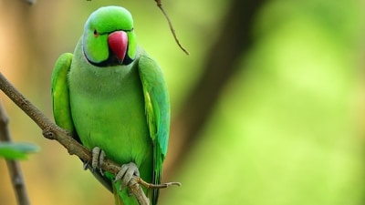 Parrots play an important ecological role in their native habitats as seed dispersers. When they eat fruits and then fly to another location, they inadvertently spread seeds, helping to regenerate forests and maintain biodiversity. (Unsplash) Parrots play an important ecological role in their native habitats as seed dispersers. When they eat fruits and then fly to another location, they inadvertently spread seeds, helping to regenerate forests and maintain biodiversity. (Unsplash)