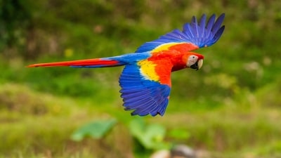 Parrots have zygodactyl feet, which means they have four toes on each foot—two facing forward and two facings backwards. This allows them to have a strong grip and excellent dexterity for climbing and manipulating objects. (Unsplash) Parrots have zygodactyl feet, which means they have four toes on each foot—two facing forward and two facings backwards. This allows them to have a strong grip and excellent dexterity for climbing and manipulating objects. (Unsplash)