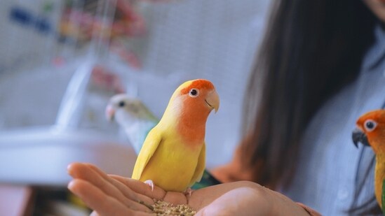 Parrots are highly intelligent birds known for their ability to mimic sounds and human speech. Some parrot species, such as the African grey parrot, are capable of learning a vast vocabulary of words and phrases.&nbsp;(Unsplash)