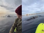 Whale comes close to a man, Whale comes close to a man,