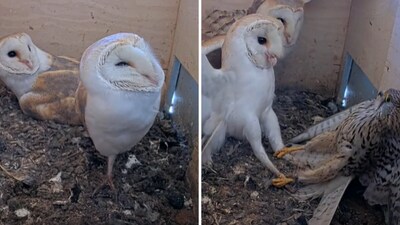 The image shows the owls protecting their nest from another bird. (YouTube/@Charter Group Birdcams) The image shows the owls protecting their nest from another bird. (YouTube/@Charter Group Birdcams)