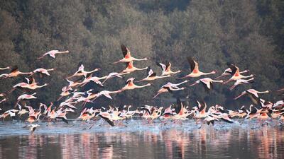 Thane, India - January 30, 2019: On the occasion of wetlands day on February 2, Paryavaran Dakshata Manch on Wednesday organised a creek safari to create awareness about the wetlands in Thane. Around 15 environment enthusiasts were a part of the safari that went until Airloli. They also visited the Flamingo sanctuary and the Mangrove center situated there. Enroute they spotted a variety of birds, this included flamingo and rare mangroves as well. As the Airoli end of the creek is shallow, more than 200 varieties of winter birds that migrate from European countreies can be spotted here ,India, Wednesday, January 30, 2019. (Photo by Praful Gangurde/ HT Photo) (HT PHOTO) Thane, India - January 30, 2019: On the occasion of wetlands day on February 2, Paryavaran Dakshata Manch on Wednesday organised a creek safari to create awareness about the wetlands in Thane. Around 15 environment enthusiasts were a part of the safari that went until Airloli. They also visited the Flamingo sanctuary and the Mangrove center situated there. Enroute they spotted a variety of birds, this included flamingo and rare mangroves as well. As the Airoli end of the creek is shallow, more than 200 varieties of winter birds that migrate from European countreies can be spotted here ,India, Wednesday, January 30, 2019. (Photo by Praful Gangurde/ HT Photo) (HT PHOTO)