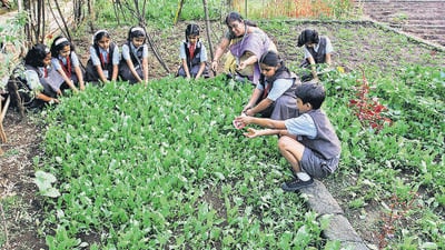 Thane, India - January 4, 2018: Farming at St. Xaviers school, Bhrahmand in Thane, India, on Thursday, January 4, 2018. (Photo by Praful Gangurde/ Hindustan Times) (Praful Gangurde) Thane, India - January 4, 2018: Farming at St. Xaviers school, Bhrahmand in Thane, India, on Thursday, January 4, 2018. (Photo by Praful Gangurde/ Hindustan Times) (Praful Gangurde)