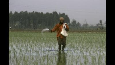 The scheme is a flagship programme of the BJP-led NDA government at the Centre. Under it, the Government of India, the state government and farmers contribute in the ratio of 40:40:20 for the insurance. The premium for the insurance is 8% of the insured amount, which is the cost of the crop. (AP File) The scheme is a flagship programme of the BJP-led NDA government at the Centre. Under it, the Government of India, the state government and farmers contribute in the ratio of 40:40:20 for the insurance. The premium for the insurance is 8% of the insured amount, which is the cost of the crop. (AP File)