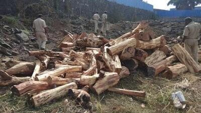 The smugglers used bamboo sticks, machetes and other sharp objects to attack the forest personnel. (Representative Image) The smugglers used bamboo sticks, machetes and other sharp objects to attack the forest personnel. (Representative Image)