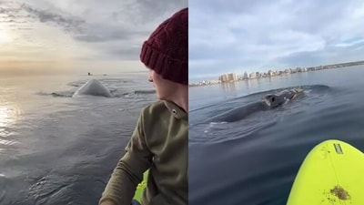 Whale comes close to a man, (Reddit/@ SinjiOnO) Whale comes close to a man, (Reddit/@ SinjiOnO)