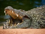 Australian man survived crocodile attack.