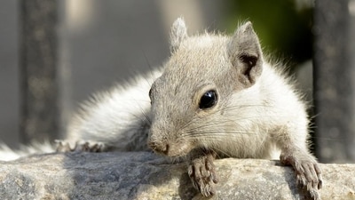 A white squirrel in the writer’s garden (Prerna Jain) A white squirrel in the writer’s garden (Prerna Jain)