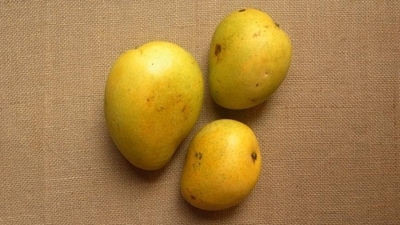 Banganapalli - Hailing from the southern state of Andhra Pradesh, Banganapalli mangoes are prized for their large size and sweet, rich flavour. They have vibrant yellow skin and fibreless, succulent flesh. (Unsplash)