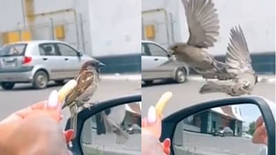 Bird kicks its friend and steals food. (Reddit)