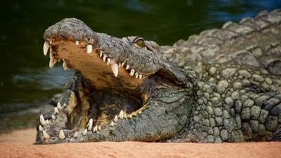 Australian man survived crocodile attack. (Unsplash) Australian man survived crocodile attack. (Unsplash)