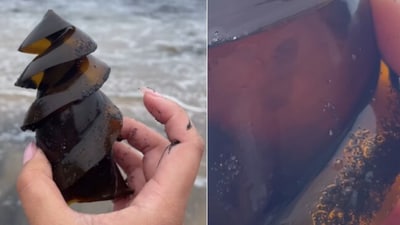 Shark egg washed up on California beach. (Instagram/@california.shelling)
