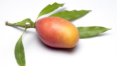 Totapuri: This mango derives its name from its shape which resembles the beak of a parrot and has green-tinged skin. This variety is predominantly grown in the southern states of India. Totapuri mangoes have a tangy and slightly sour taste. (HT gallery)