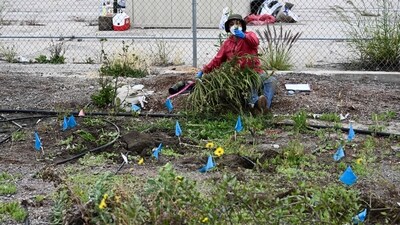 A volunteer collects plant samples as part of the University of California Riverside Phyto Myco Remediation Study in a vacant lot in Los Angeles. (AFP) A volunteer collects plant samples as part of the University of California Riverside Phyto Myco Remediation Study in a vacant lot in Los Angeles. (AFP)