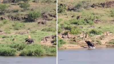 The image shows a buffalo escaping a pride of lions. (Facebook/@latestsightingskruger ) The image shows a buffalo escaping a pride of lions. (Facebook/@latestsightingskruger )