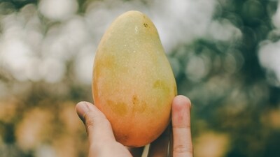 Kesar - Grown primarily in the state of Gujarat, the Kesar mango has greenish-yellow skin and rich, saffron pulp. Kesar mangoes are famous for their sweet and tangy flavour, which is often described as a perfect balance of sugar and acidity. (Unsplash)