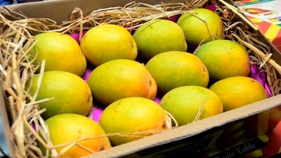 Ratnagiri Alphonso - Known as the ‘king of mangoes,’ Alphonso mango is the pride of India. It hails from the region of Ratnagiri in Maharashtra and is renowned for its unmatched sweetness, rich aroma, and creamy texture. (HT photo)