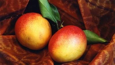 Sindura - Sindura mangoes, primarily cultivated in the state of Odisha, are known for their enticing red blush and distinct sweet-sour taste. They have firm and fibreless flesh with a vibrant yellow-orange colour. (Unsplash)