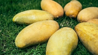 Mallika - Developed as a hybrid of the Neelam and Dasheri mango varieties, Mallika mangoes are cherished for their delightful sweetness and aromatic fragrance. These mangoes have a vibrant orange skin and a juicy, fibreless flesh. (Unsplash)