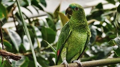 It is important to ensure that our feathered friends stay cool and comfortable during the hot months (Pixabay) It is important to ensure that our feathered friends stay cool and comfortable during the hot months (Pixabay)