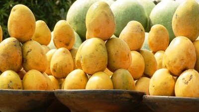 Badami - Known as the ‘Alphonso of Karnataka,’ Badami mangoes resemble the renowned Alphonso variety in appearance and flavour. They have golden yellow skin and sweet, buttery flesh with a smooth texture. (Unsplash)