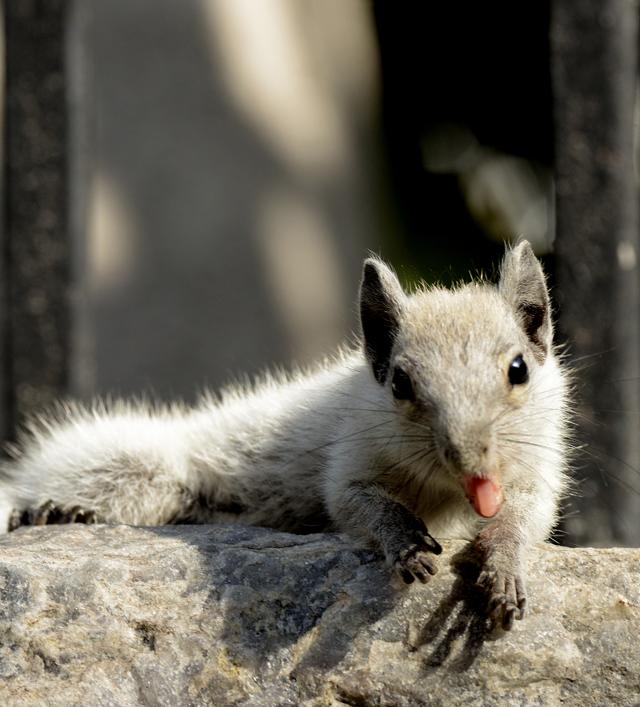 The rodent with personality! (Prerna Jain) The rodent with personality! (Prerna Jain)
