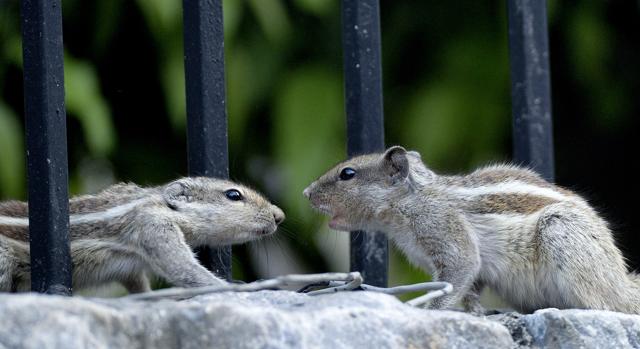Much socialising on the garden wall. (Prerna Jain) Much socialising on the garden wall. (Prerna Jain)