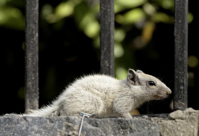 The return of the white squirrel. (Prerna Jain) The return of the white squirrel. (Prerna Jain)