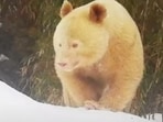Having no spots on its body and red eyes, the all-white panda was declared an albino – one of its kind in the world – after it was first spotted in 2019. (YouTube/CGTN)