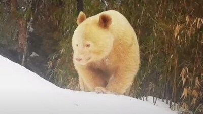 World s First And Only All white Panda Captured In China s Wolong 