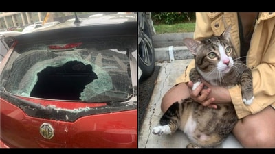 Cat falls from sixth floor and crashes into a car's window. (Facebook/@Apiwat Toyothaka) Cat falls from sixth floor and crashes into a car's window. (Facebook/@Apiwat Toyothaka)