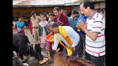Himachal Pradesh chief minister Sukhvinder Singh Sukhu feeds a cow during the inspection of Shri Kamnapurn Gaushala Totu in Shimla on Thursday. (ANI)