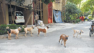 Navi Mumbai, India - June 01, 2023: Stray dogs with Alka Wanikar in the wake of the animal feeding controversy at Jalyavu Vihar CHS, Kharghar, in Navi Mumbai, India, on Thursday, June 01, 2023. (Photo by Bachchan Kumar/ HT PHOTO) (HT PHOTO)