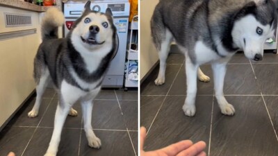 The image shows the dramatic dog. (Reddit/@infini-q50) The image shows the dramatic dog. (Reddit/@infini-q50)