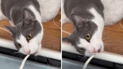 The image shows a cat with a charger in its mouth. (Reddit/@FresheningWind) The image shows a cat with a charger in its mouth. (Reddit/@FresheningWind)