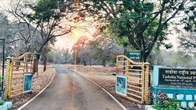 The SBWL also cleared the 220-KV Thane-Salcette line for Mumbai power augmentation, which will pass through 62 metres inside the Thane creek flamingo sanctuary. The proposal says that 439 trees will be cut in non-forest areas, and that the project has already received clearance from the Maharashtra Coastal Zone Management Authority. (Yogesh Naik/HT PHOTO) The SBWL also cleared the 220-KV Thane-Salcette line for Mumbai power augmentation, which will pass through 62 metres inside the Thane creek flamingo sanctuary. The proposal says that 439 trees will be cut in non-forest areas, and that the project has already received clearance from the Maharashtra Coastal Zone Management Authority. (Yogesh Naik/HT PHOTO)
