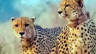 The current cheetah count at the Kuno National Park is 18 (File Photo)