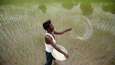 Agriculture continues to be vital for the overall economy. (REUTERS) Agriculture continues to be vital for the overall economy. (REUTERS)
