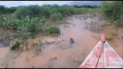 Boat passes through a sea of reptiles. (Twitter/@Oddly Terrifying) Boat passes through a sea of reptiles. (Twitter/@Oddly Terrifying)