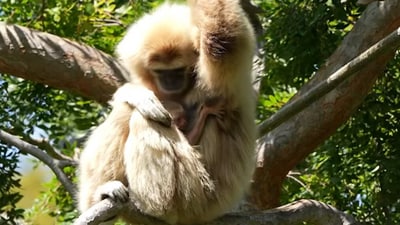 White-handed baby gibbon with its mother. (Facebook/@Oakland Zoo) White-handed baby gibbon with its mother. (Facebook/@Oakland Zoo)