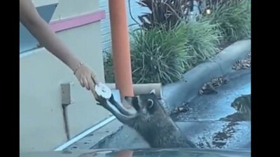 Raccoon gets a donut. (Twitter@Buitengebieden)