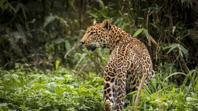 Leopards captured for attacking humans are usually sent to a zoo in Junagadh. (HT PHOTO) Leopards captured for attacking humans are usually sent to a zoo in Junagadh. (HT PHOTO)